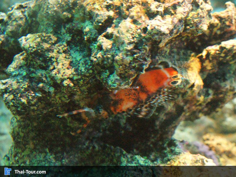 แนวปะการัง 