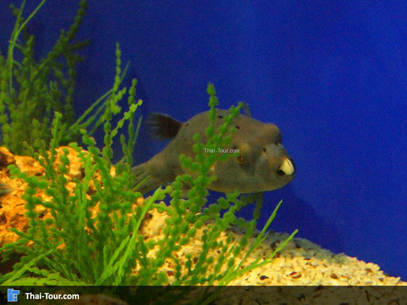 แนวปะการัง 