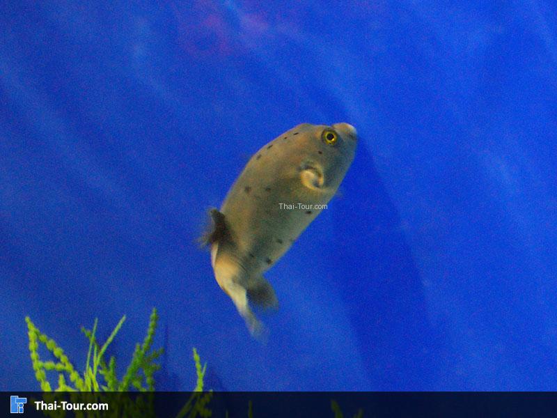 SEA LIFE Bangkok Ocean World 