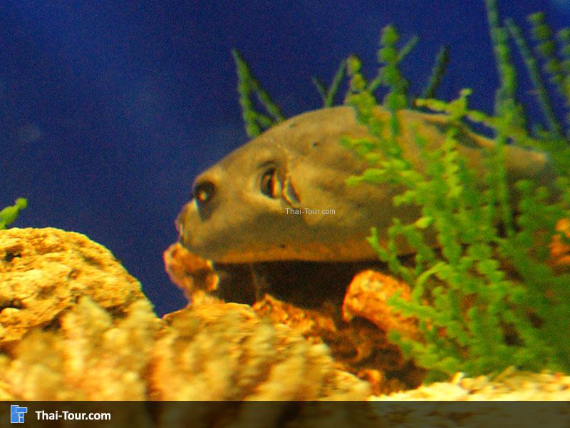 แนวปะการัง 