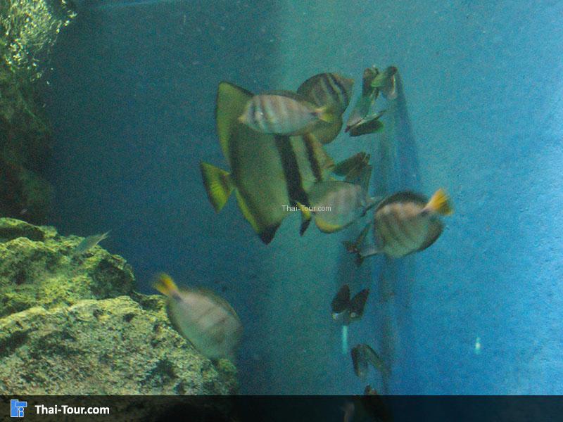 แนวปะการัง 