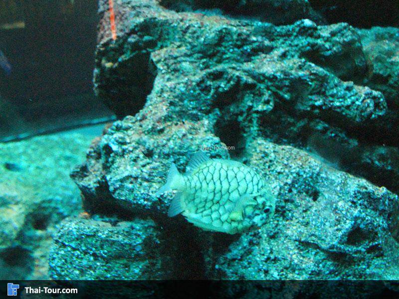 แนวปะการัง 