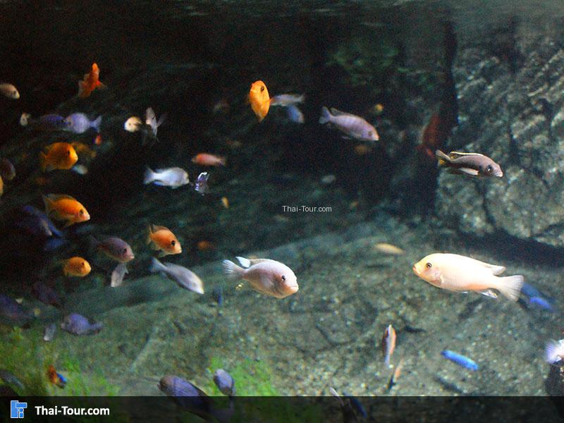 SEA LIFE Bangkok Ocean World 