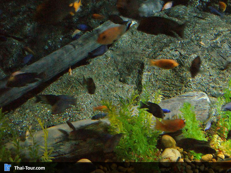 SEA LIFE Bangkok Ocean World 