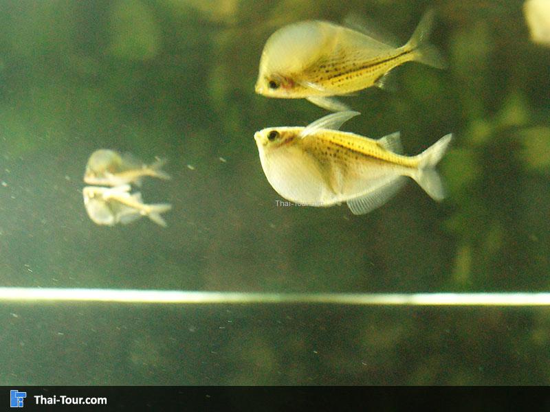 SEA LIFE Bangkok Ocean World 