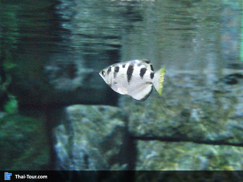 SEA LIFE Bangkok Ocean World 