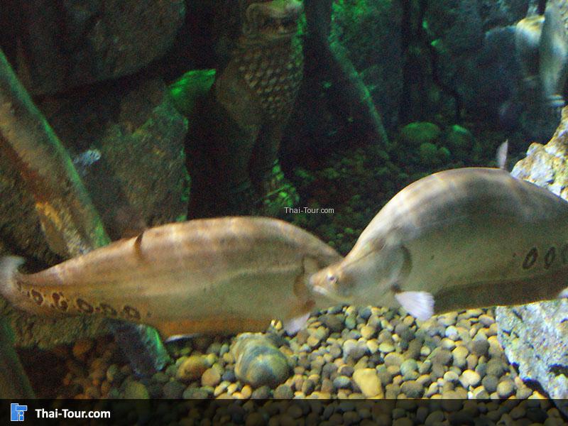 SEA LIFE Bangkok Ocean World 