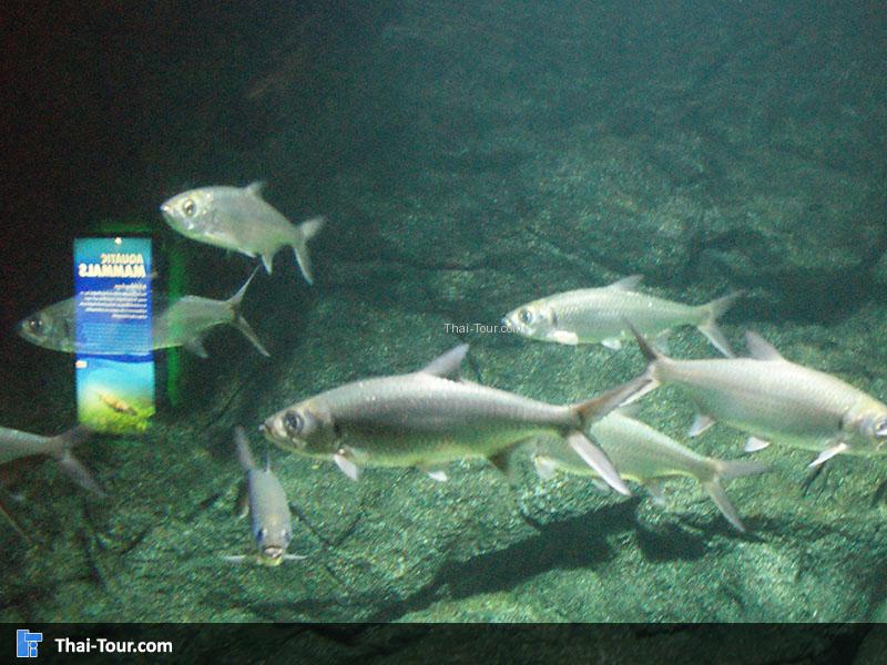 SEA LIFE Bangkok Ocean World 