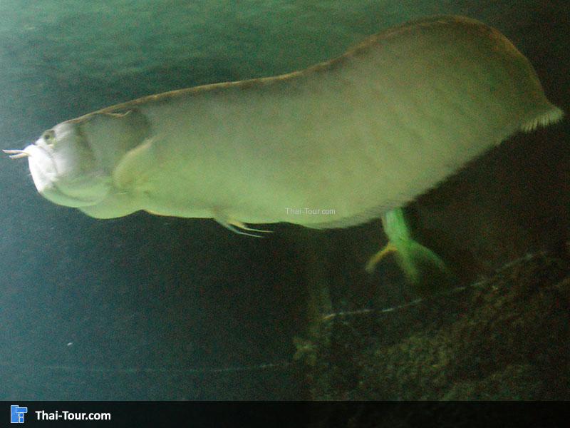 SEA LIFE Bangkok Ocean World 