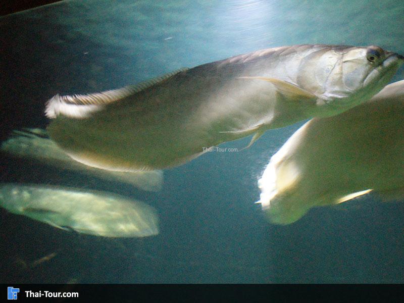 SEA LIFE Bangkok Ocean World 
