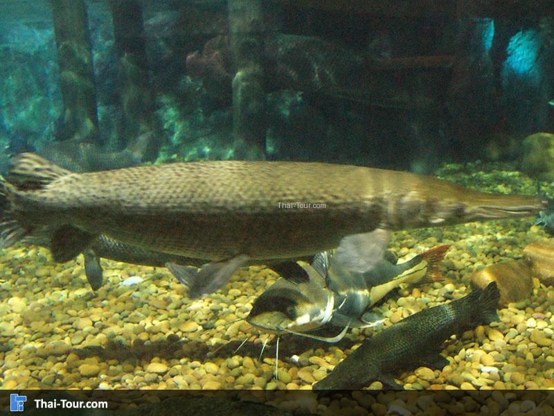 SEA LIFE Bangkok Ocean World 