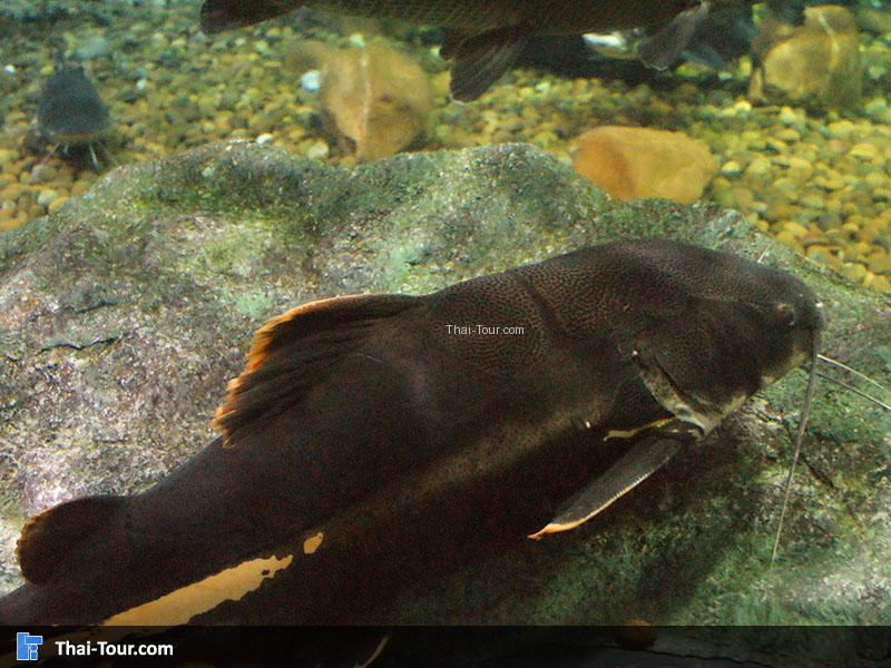 SEA LIFE Bangkok Ocean World 