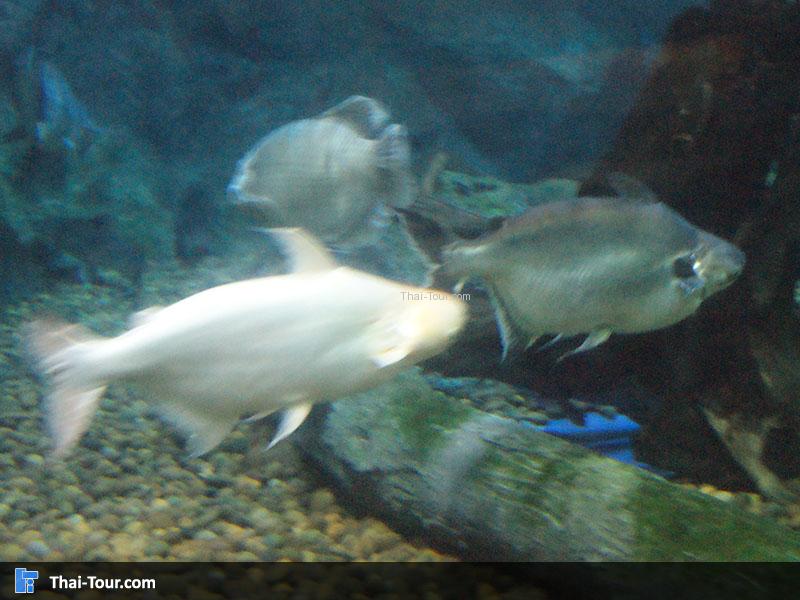 SEA LIFE Bangkok Ocean World 