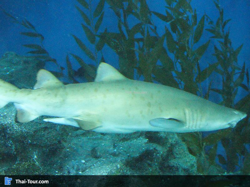 SEA LIFE Bangkok Ocean World 