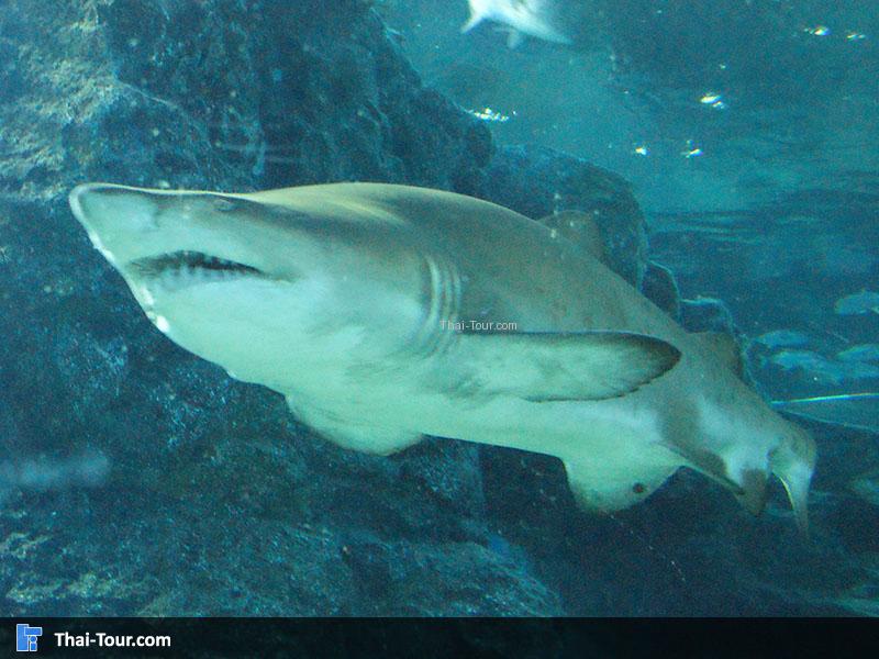 ปลาฉลาม