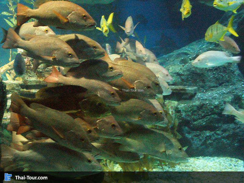 SEA LIFE Bangkok Ocean World 