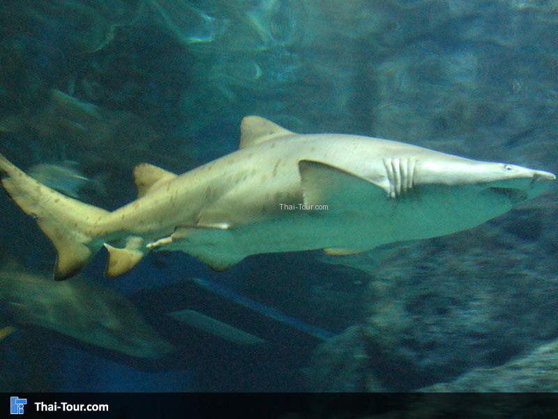 ปลาฉลาม