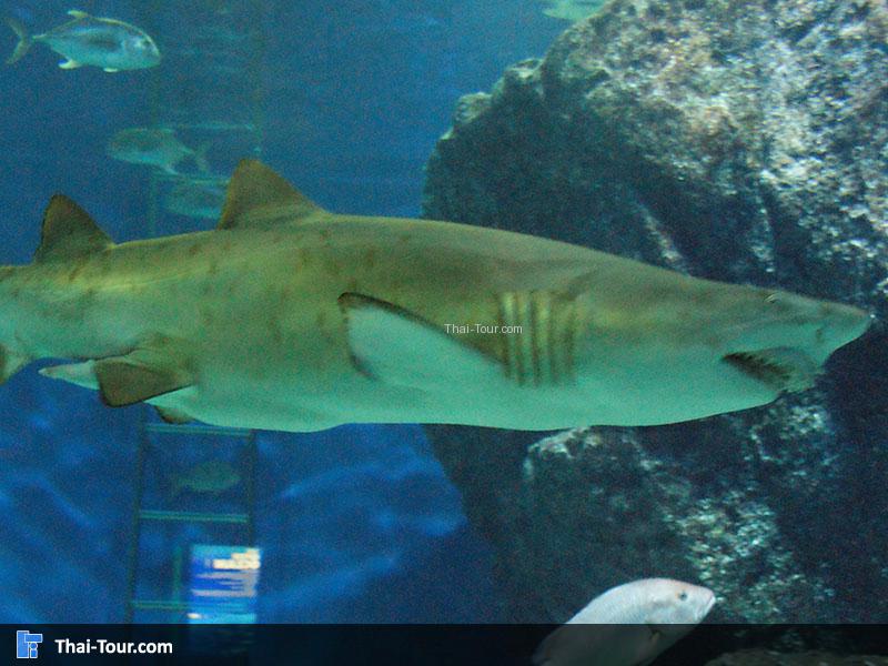 ปลาฉลาม