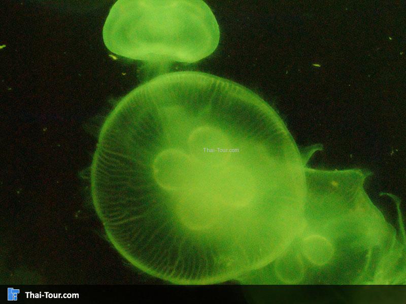 SEA LIFE Bangkok Ocean World  แมงกะพุน