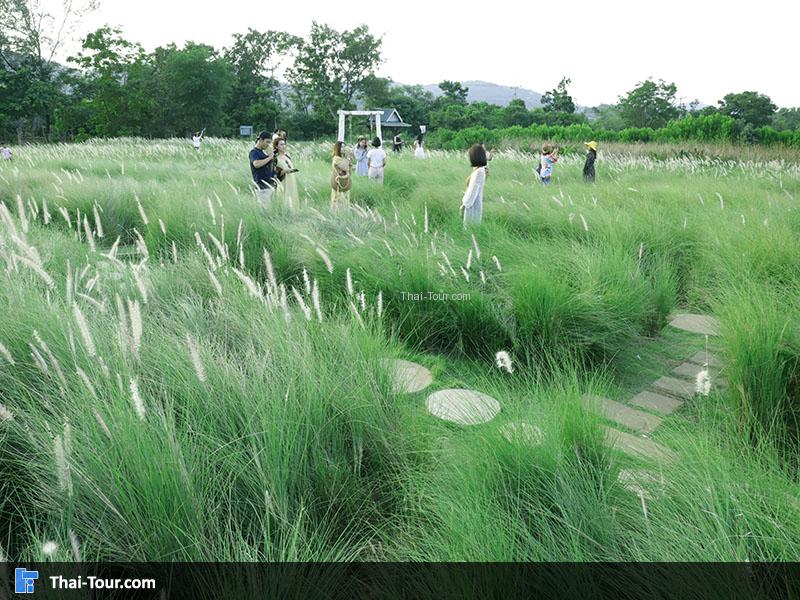 มุมุถ่ายภาพกับทุ่งหญ้า