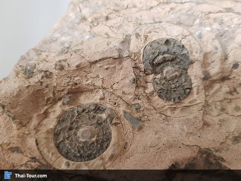 แอมโมไนต์