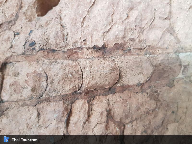 นอติลอยด์