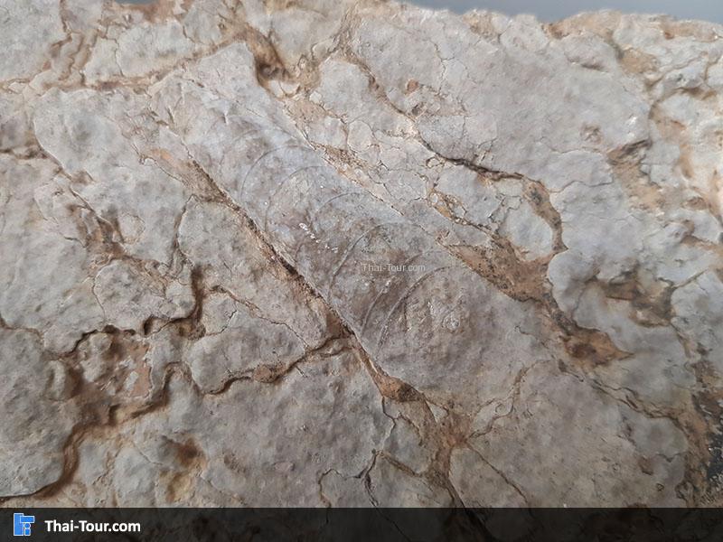 นอติลอยด์