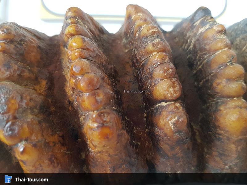 ฟันช้างสเตโกดอน