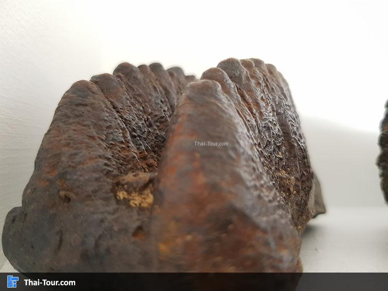 ฟันช้างสเตโกดอน