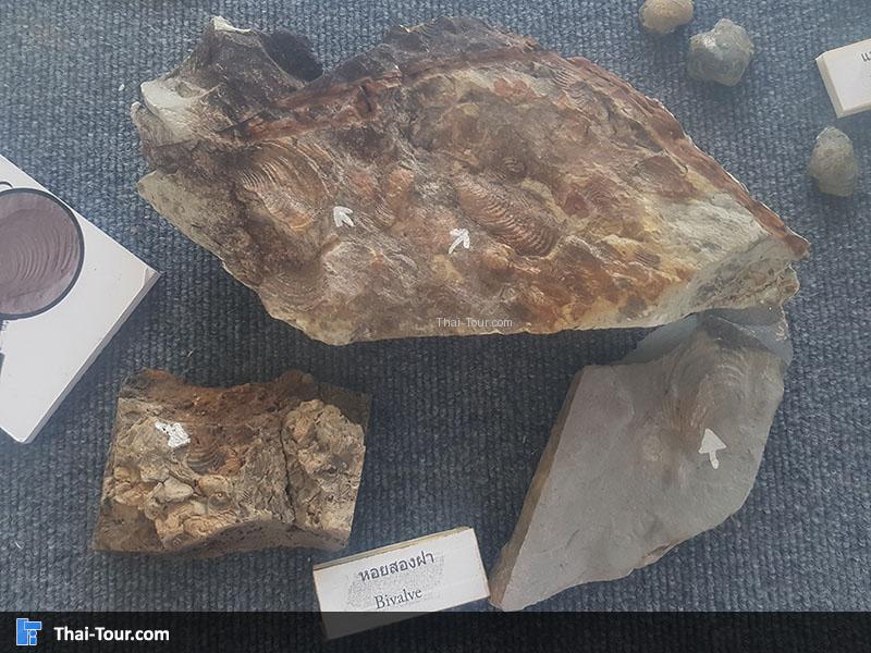 หอยสองฝา