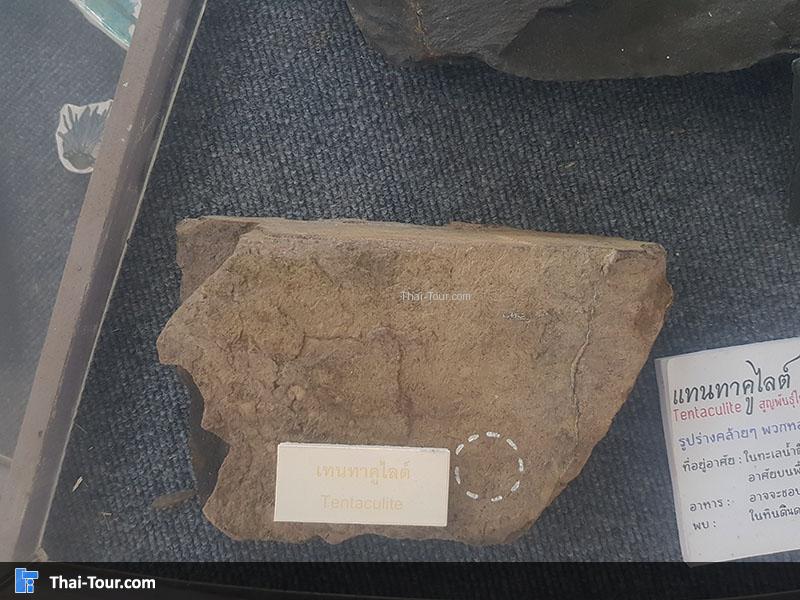 เทนทาคูไลต์