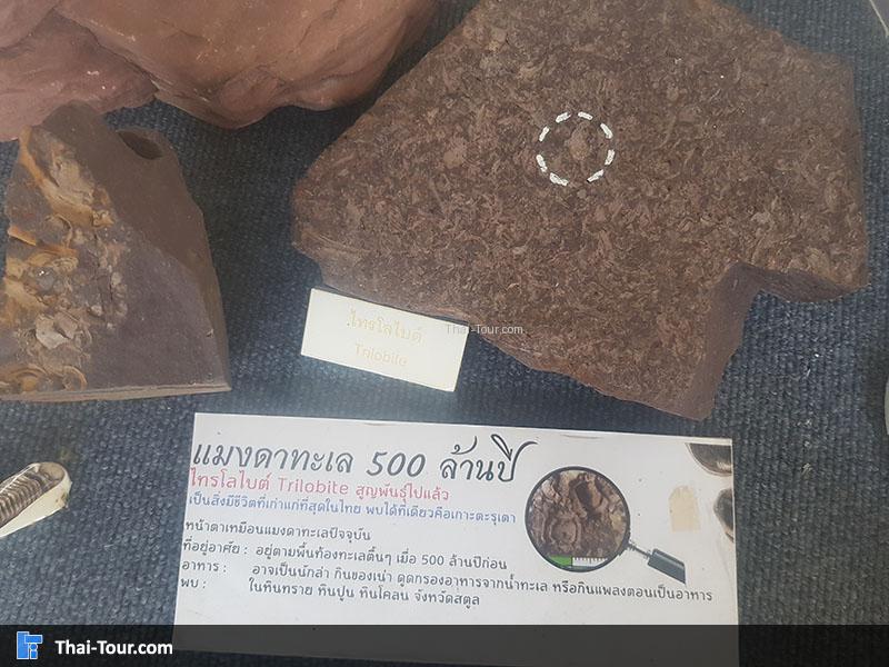 แมงดาทะเล 500 ล้านปี