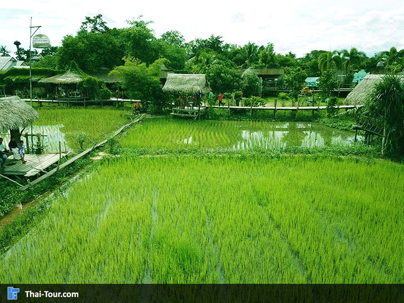 รุูปนาโปแก