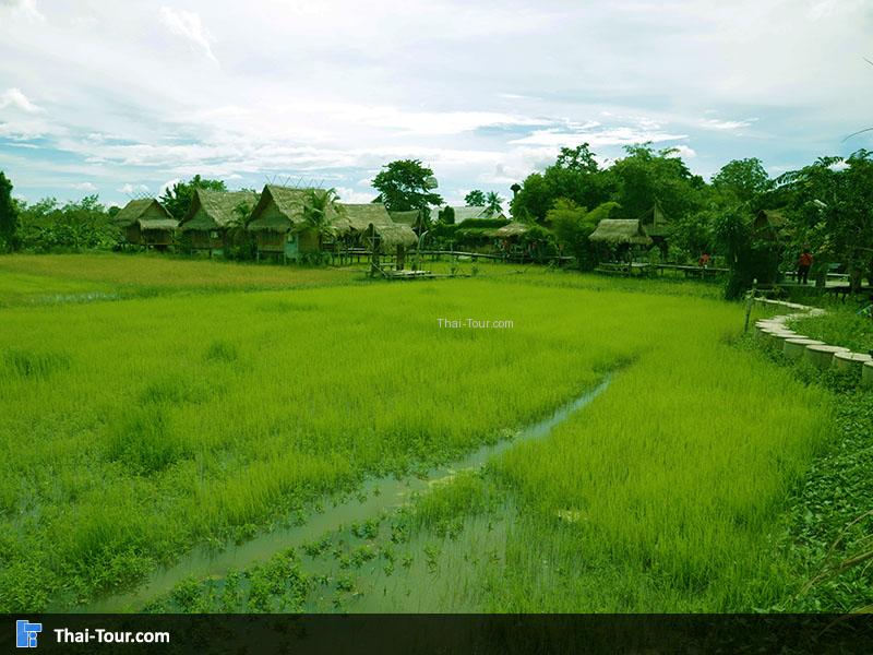 ทุ่งนาสีเขียว