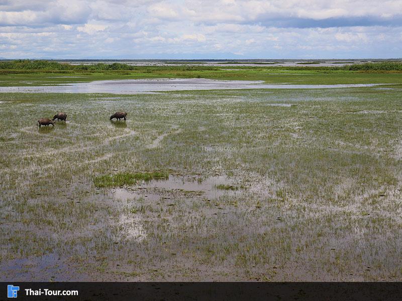 ภาพมุมสูง สะพานเอกชัย