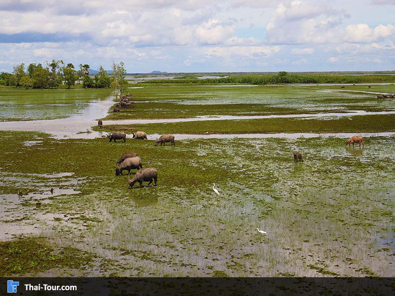 ภาพมุมสูง สะพานเอกชัย