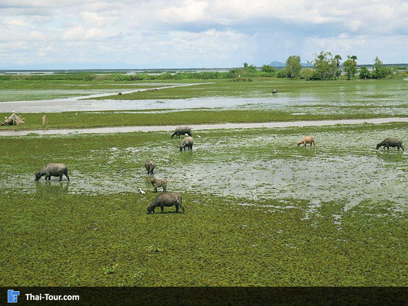 วิวสวยๆ สะพานเอกชัย