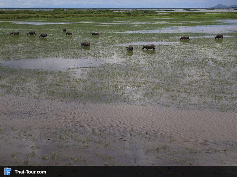 วิวสวยๆ สะพานเอกชัย