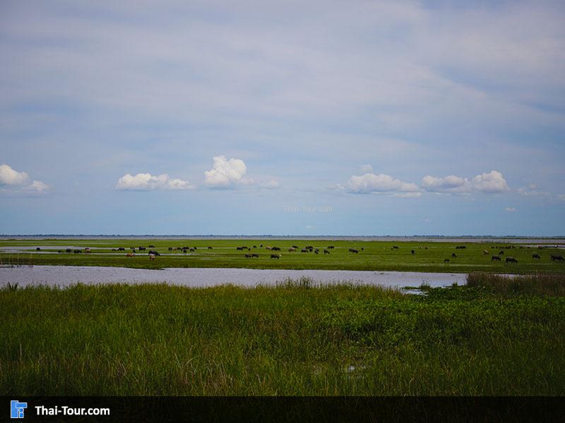 วิวสวยๆ สะพานเอกชัย