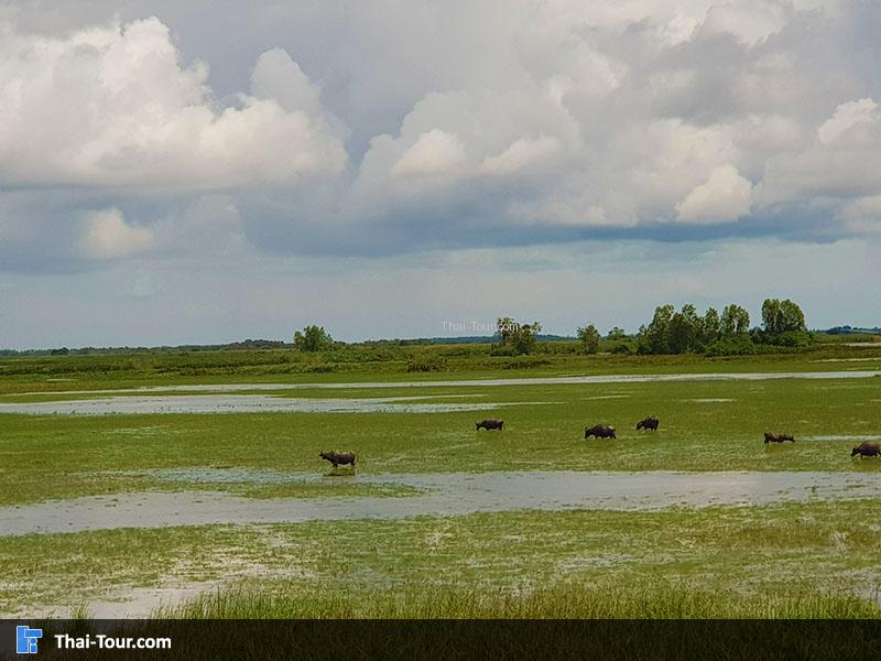 วิวสวยๆ สะพานเอกชัย