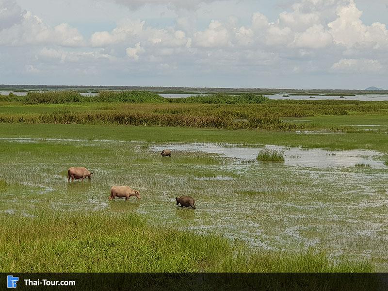 วิวสวยๆ สะพานเอกชัย