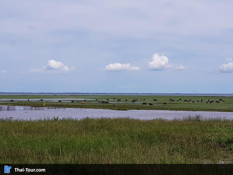 วิวสวยๆ สะพานเอกชัย