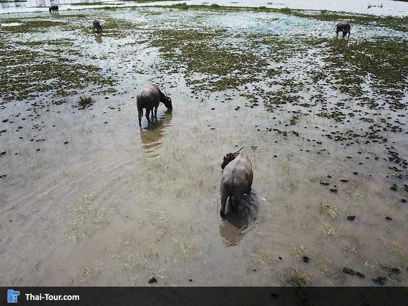 ควายกำลังหาหญ้า