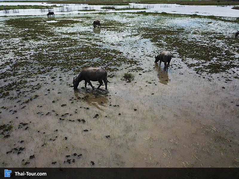 วิวสวยๆ สะพานเอกชัย