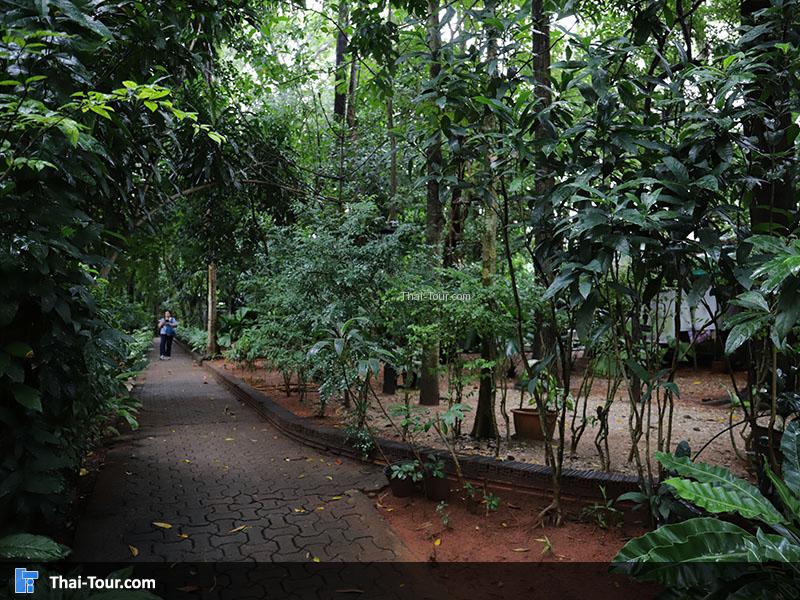 เดินชมสวน 