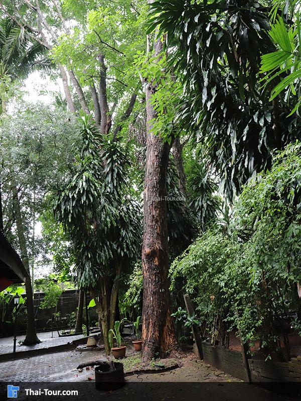 บรรยากาศรอบๆ กลุ่มทอผ้านาหมื่นศรี