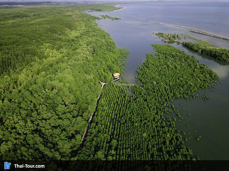 ภาพมุมสูง ทุ่งโปร่งทอง