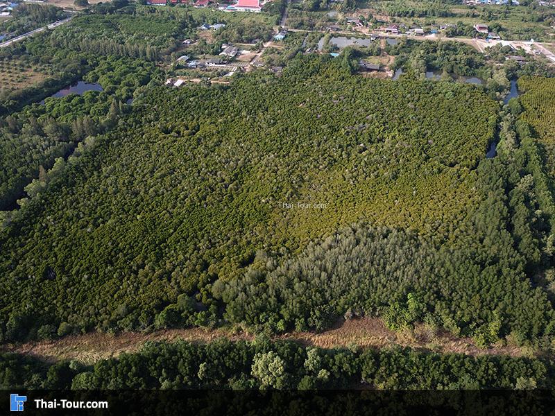 ภาพมุมสูง ทุ่งโปร่งทอง