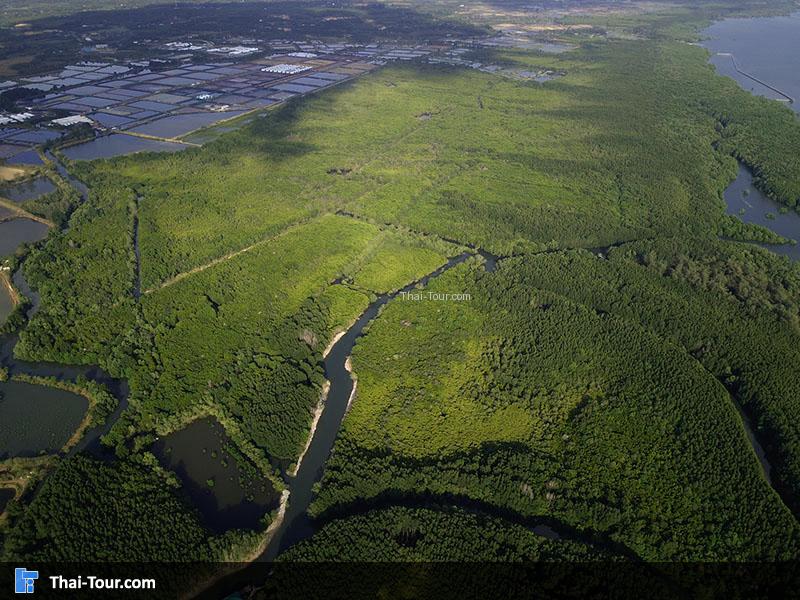 ภาพมุมสูง ทุ่งโปร่งทอง