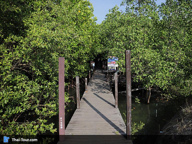 บรรยากาศภายในป่าโกงกาง